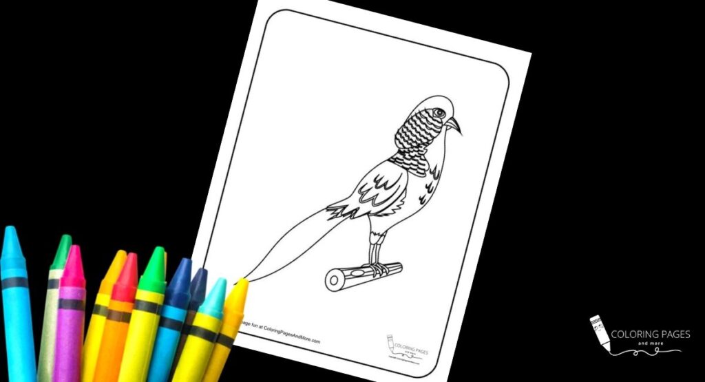 Parakeet Bird Coloring Page