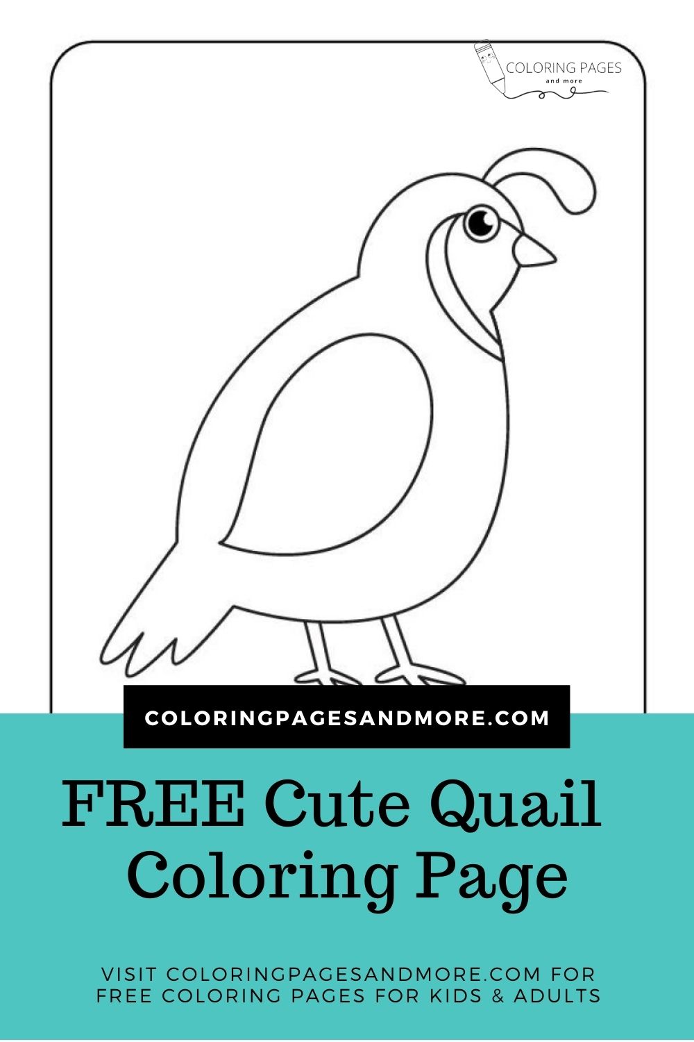 Cute Quail Coloring Page - Coloring Pages and More
